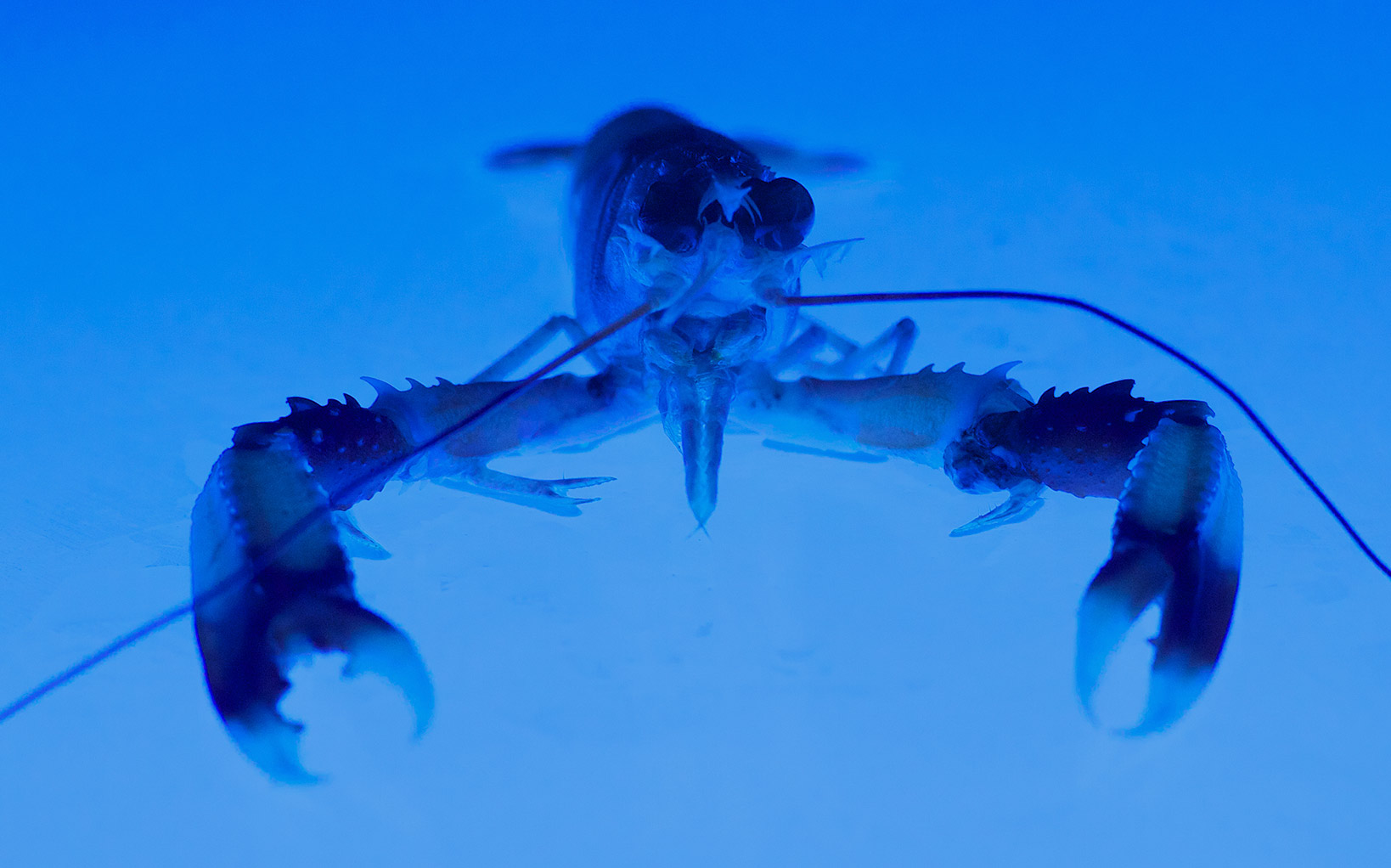 Photography Experiments UV Lighting. TOS Estudio