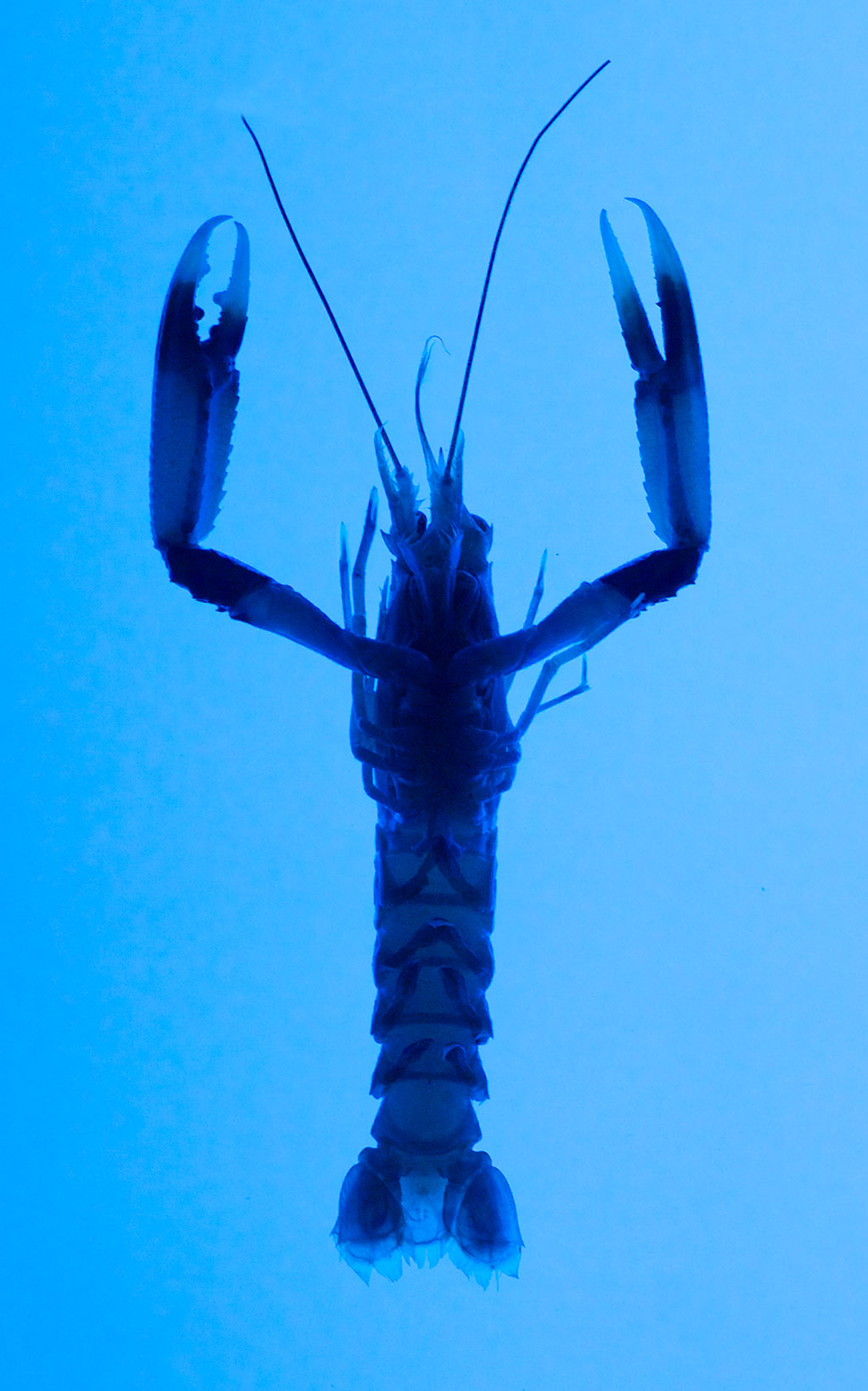 Photography Experiments UV Lighting. TOS Estudio