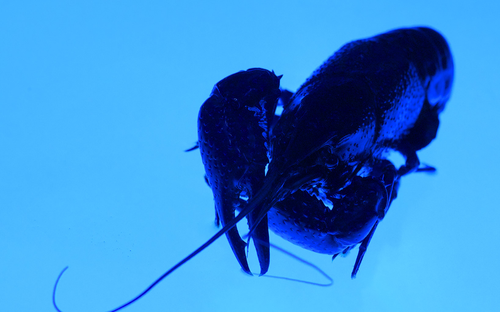 Photography Experiments UV Lighting. TOS Estudio