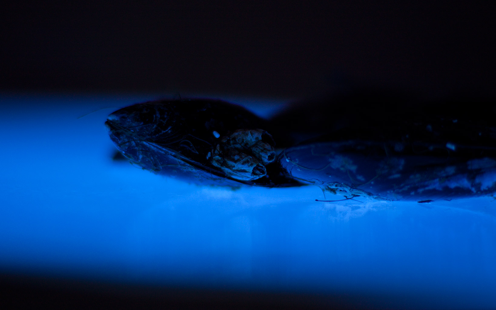 Photography Experiments UV Lighting. TOS Estudio